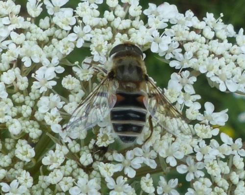 Eristalis arbustorum